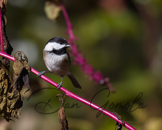Black-capped Chickadee