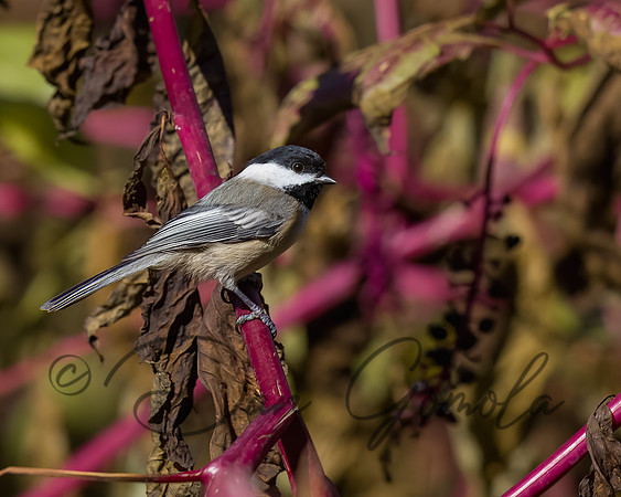 Black-capped Chickadee