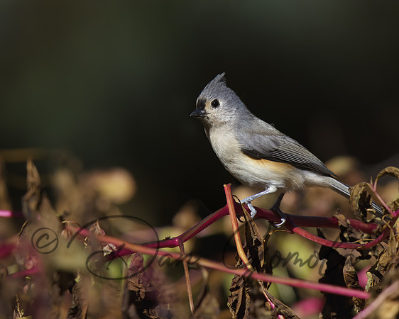 Tufted Titmouse