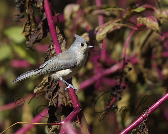 Tufted Titmouse