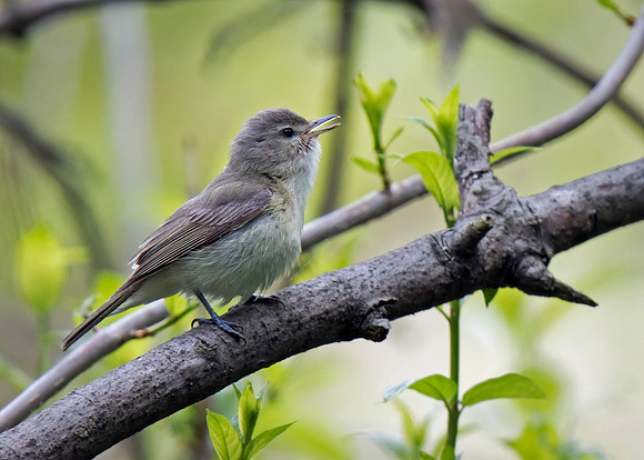 Warbling Vireo