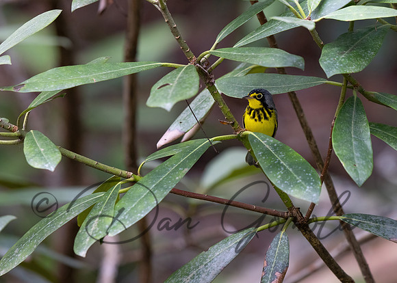 Canada Warbler