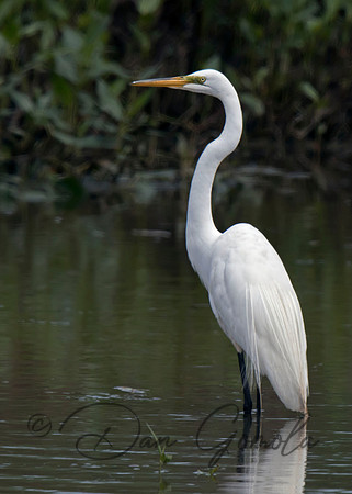 Great Egret