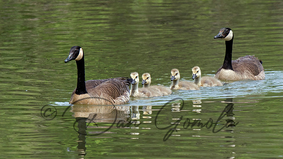 Canada Goose