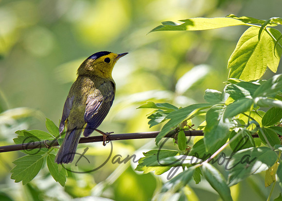 Wilson's Warbler