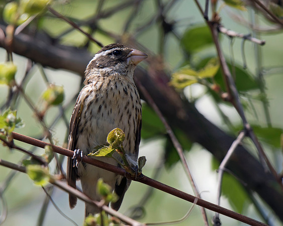 Rose-breasted Grosbeak
