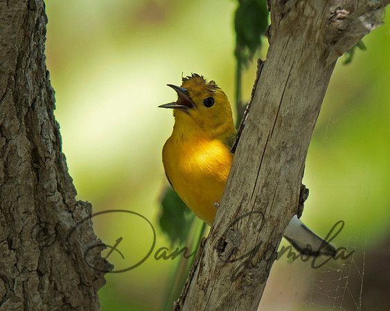 Prothonotary Warbler