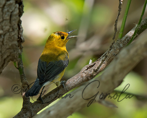 Prothonotary Warbler
