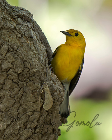 Prothonotary Warbler