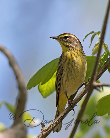 Palm Warbler