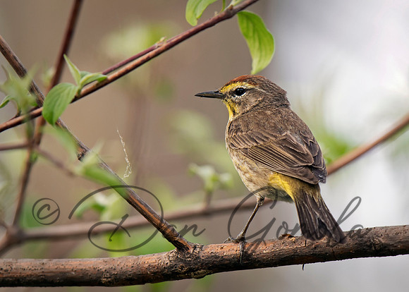 Palm Warbler