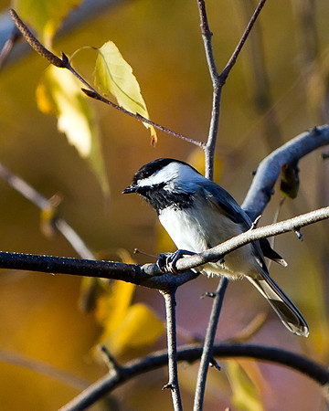 Black-capped Chickadee