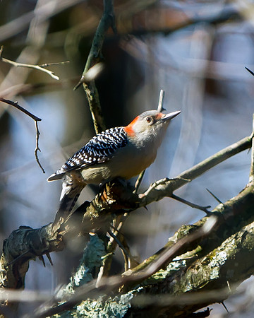 Red-bellied Woodpecker (female)