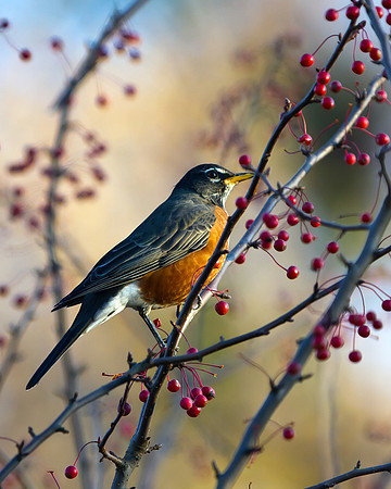 American Robin