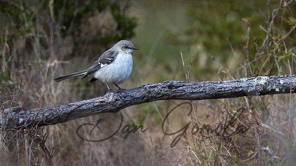 Northern Mockingbird