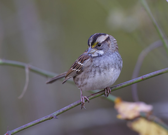 White-throated Sparrow