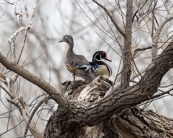 Wood Duck