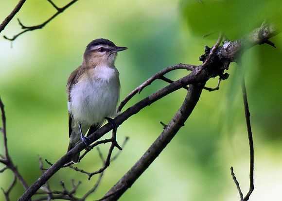 Red-eyed Vireo