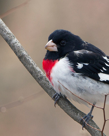 Rose-breasted Grosbeak