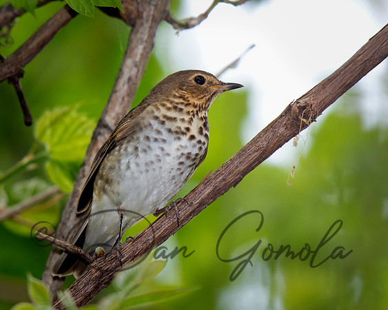 Swainson's Thrush