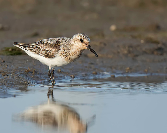 Sanderling
