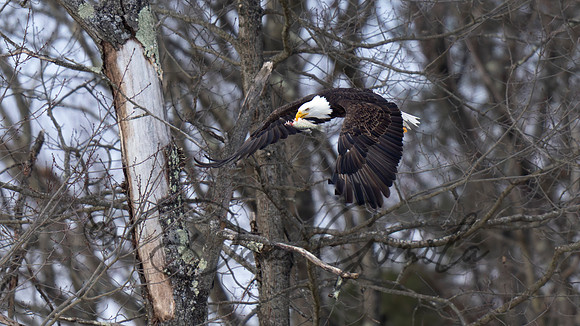 Bald Eagle