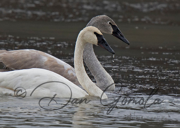 Trumpeter Swan