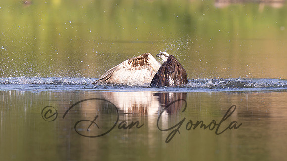 Osprey