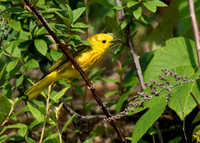 Yellow Warbler