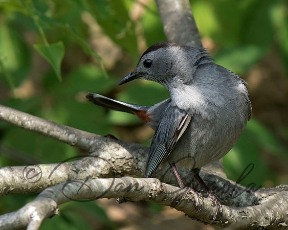 Gray Catbird