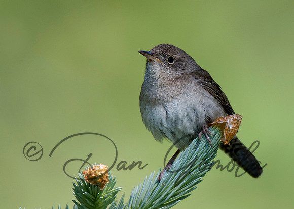 House Wren