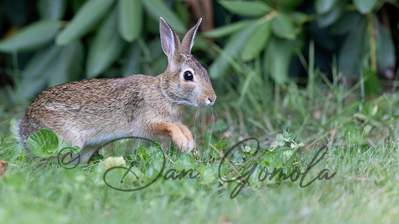 Cottontail Rabbit