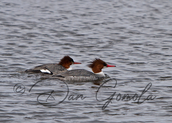 Common Merganser (females)