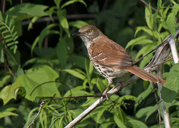 Brown Thrasher
