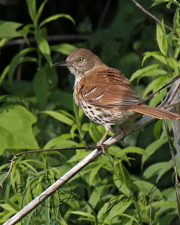 Brown Thrasher