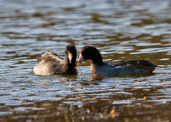 American Coot