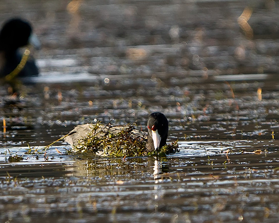 American Coot