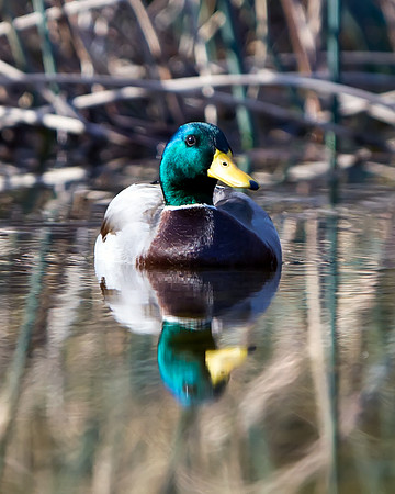 Mallard Duck (Male)