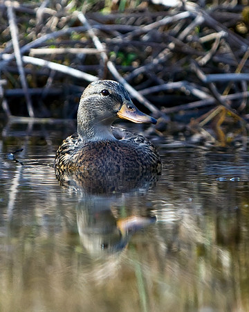 Mallard Duck (Female)