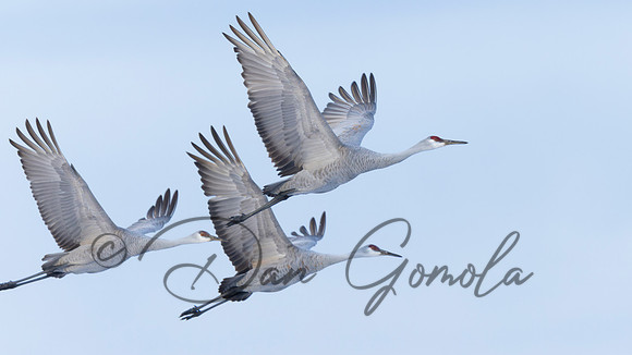 Sandhill Crane