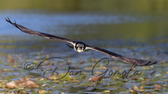 Osprey