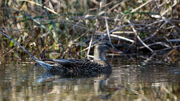Mallard Duck (Female)