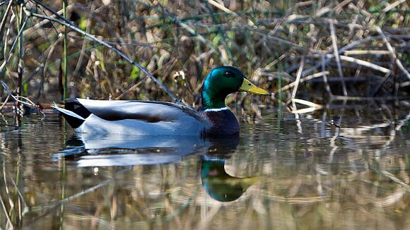 Mallard Duck (Male)