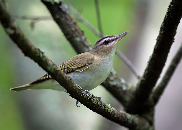 Red-eyed Vireo