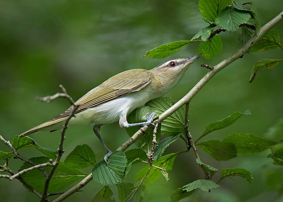 Red-eyed Vireo