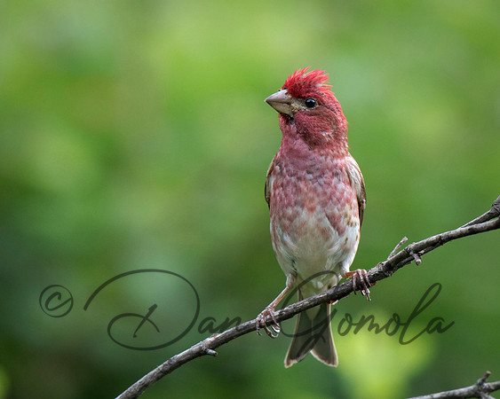 Purple Finch