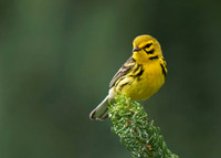 Prairie Warbler