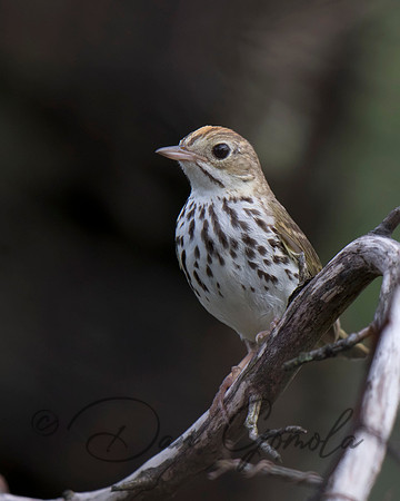 Ovenbird