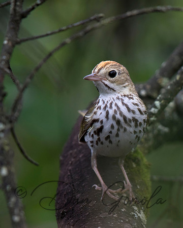 Ovenbird
