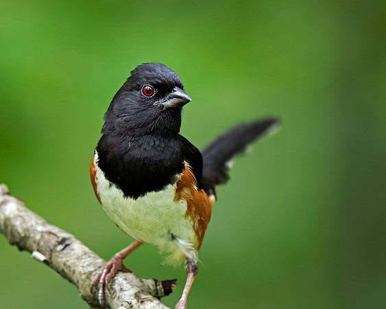 Eastern Towhee